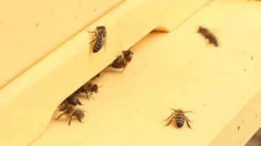 Arılar kovana uçar.