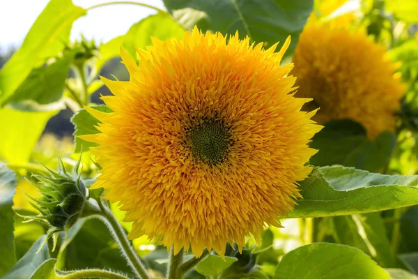Yellow Sunflower in Summertime — Stock Photo, Image