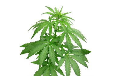 Bush kenevir