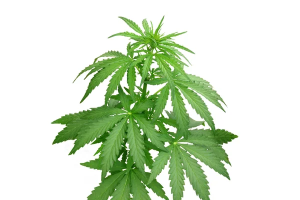 Bush hemp — Stock Photo, Image