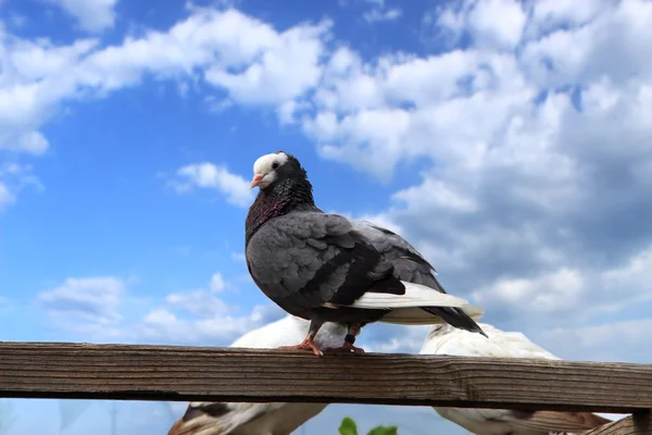 Güvercin gökyüzüne karşı