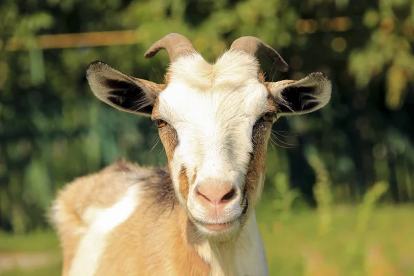 Goat on a green background — Stock Photo, Image