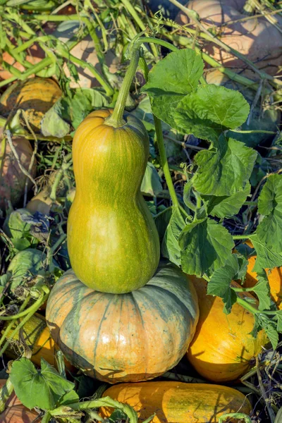 Two pumpkins — Stock Photo, Image