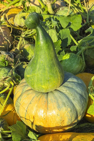 Duas abóboras em um campo agrícola ou jardim — Fotografia de Stock