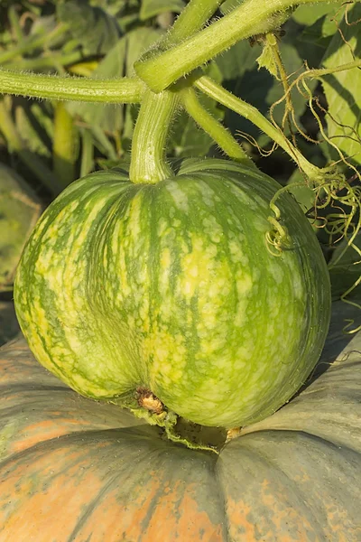 Grüner Kürbis — Stockfoto