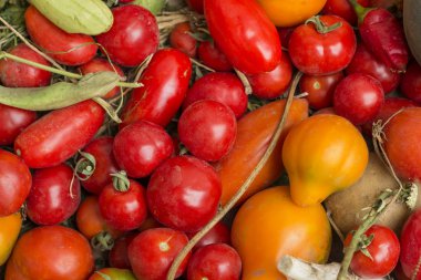 kırmızı ve sarı domatesler