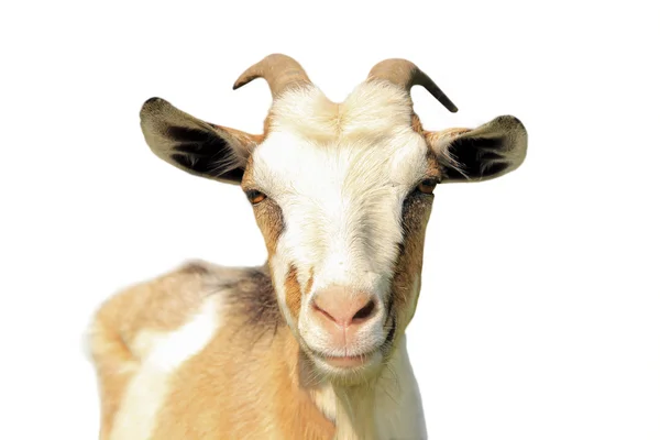 Goat isolated on a white background — Stock Photo, Image