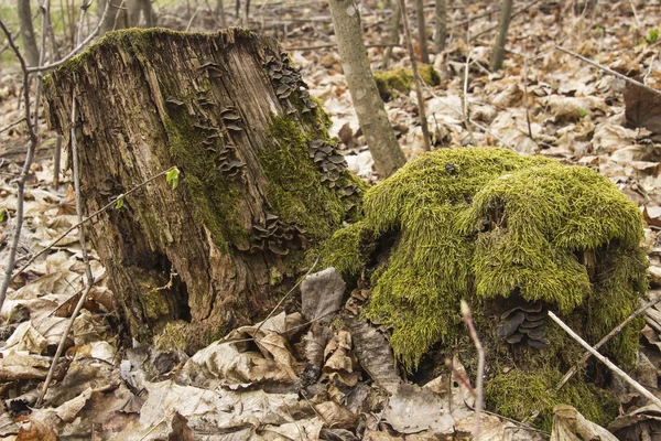 Ormanda yosunlarla boğuş.
