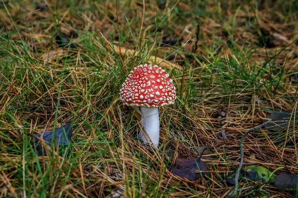 Mushroom in the forest — Stock Photo, Image