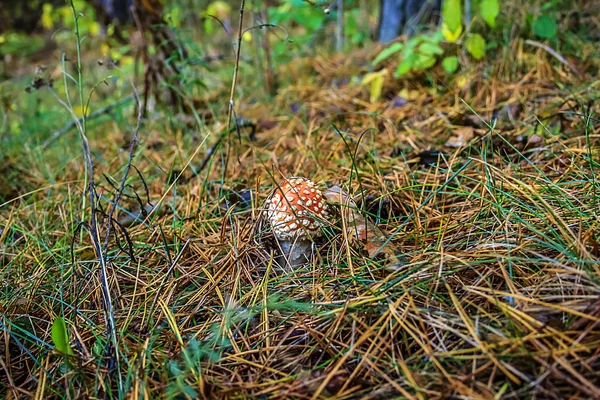 Mushroom in the forest — Stock Photo, Image