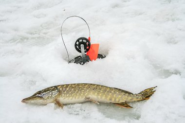 Kış balıkçılık