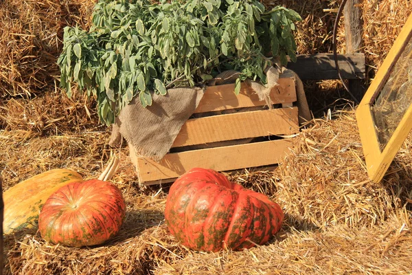 Two ripe pumpkins — Stok fotoğraf