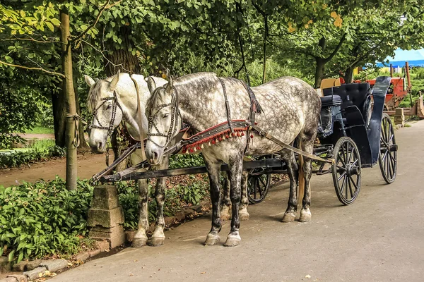 Dois cavalos em transporte — Fotografia de Stock