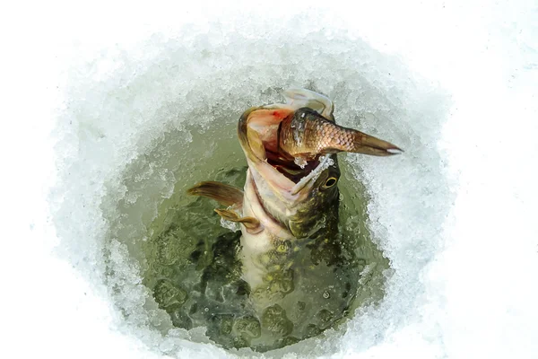 Зимняя рыбалка на льду — стоковое фото