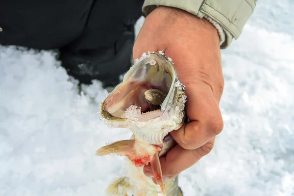 Vinterfiske på is – stockfoto