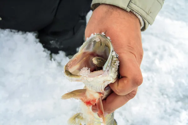 Pesca invernale sul ghiaccio — Foto Stock