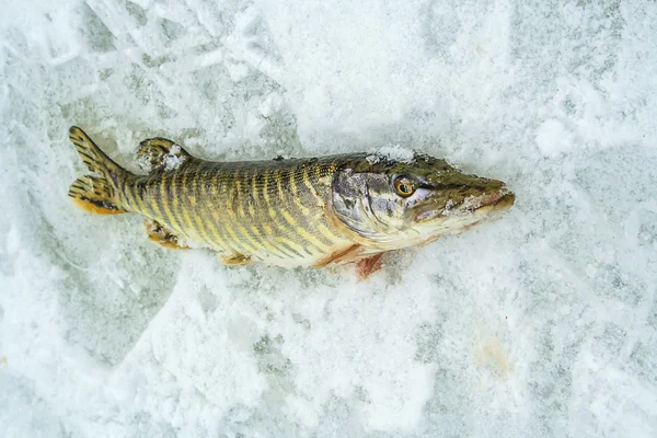 Winterfischen auf Eis — Stockfoto