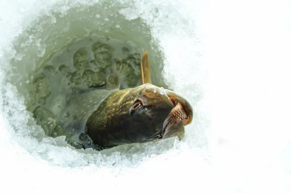 Vinterfiske på is – stockfoto