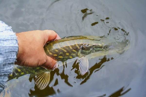 Pescatore a mosca con un pesce in mano Immagine Stock