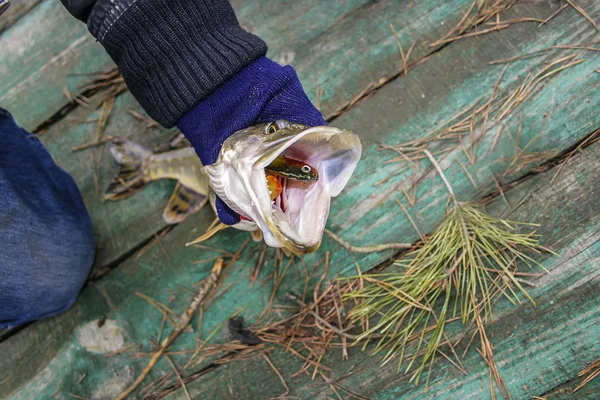 Taze küçük pike yakaladı