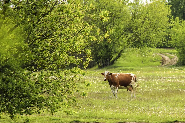 Die Kuh weidet auf einer grünen Wiese. — Stockfoto