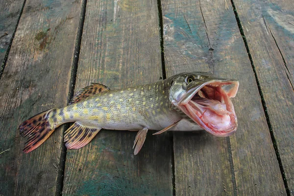 Pesce luccio catturato — Foto Stock