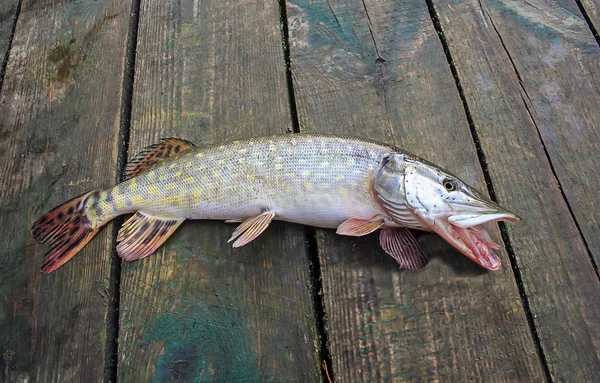 Peixe-lúcio capturado — Fotografia de Stock