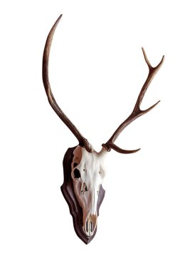 Kafatası geyik boynuzları izole