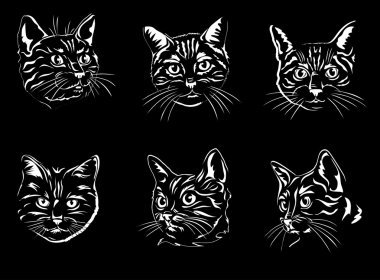 kedi, portre, grafik resim, siyah