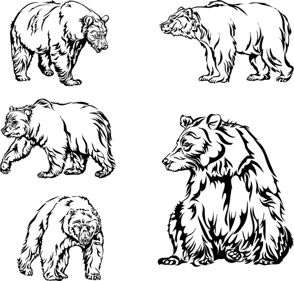 Медведь, образ, различные позы, рисунок — стоковый вектор