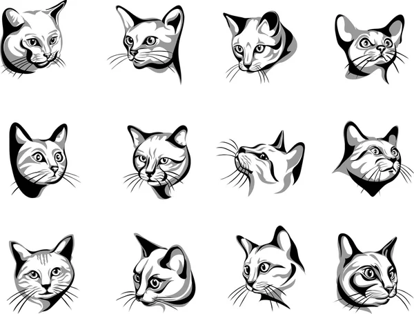 Кошка, портрет, графические изображения, черный, цвет портреты кошек — стоковый вектор