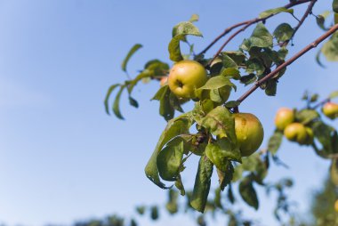 elma, elma, meyve, kırmızı, arka plan, taze, sonbahar, Güz