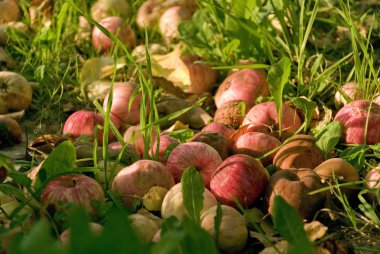 elma, elma, meyve, kırmızı, arka plan, taze, sonbahar, Güz