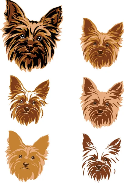 Yorkshire Terrier Portré Grafika Vektor Rajz Dekoratív Elszigetelt Kép Szín — Stock Vector