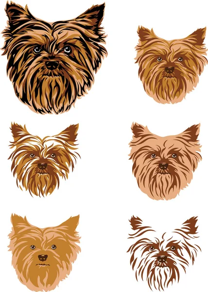 Yorkshire Terrier Portré Grafika Vektor Rajz Dekoratív Elszigetelt Kép Szín — Stock Vector