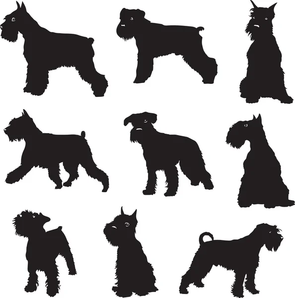 Собака, цвергшнауцер, черный силуэт — стоковый вектор