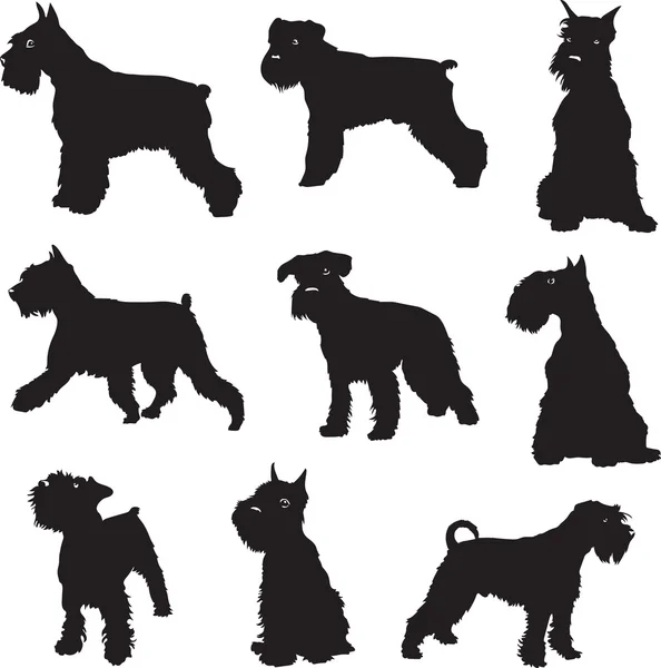 O cachorro, um Schnauzer miniatura, silhueta preta —  Vetores de Stock