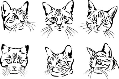 Kedi, portre, grafik görüntü