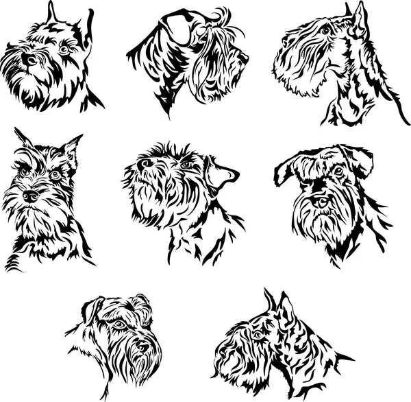 Schnauzer, terrier, kutya, portré, grafika — Stock Vector