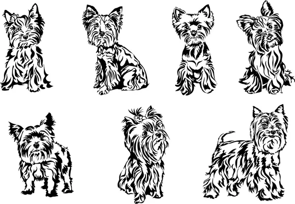 Yorkshire terrier, ritratto, grafica — Vettoriale Stock