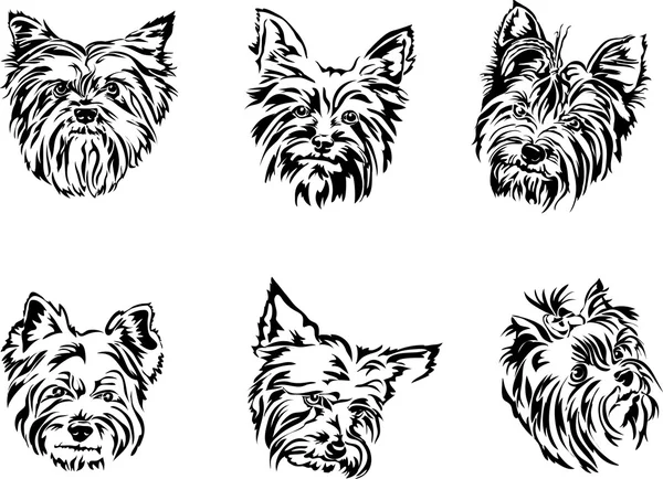 Yorkshire terrier, portret, grafika — Wektor stockowy