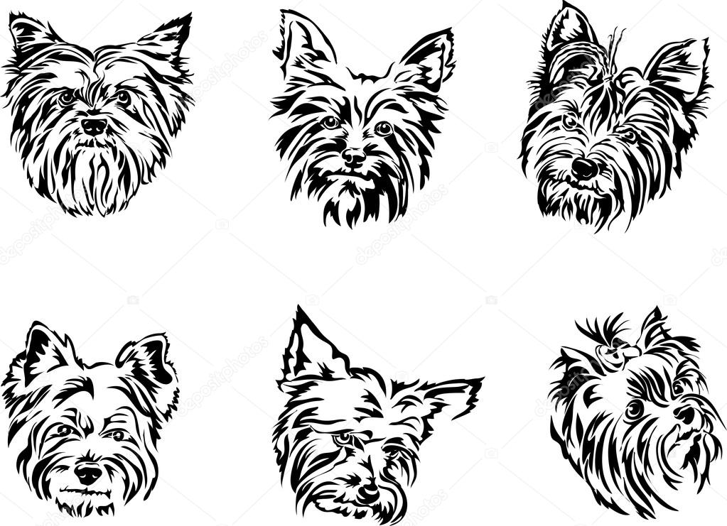 Download Yorkshire Terrier Portrait Graphics Stock Vector Image By C Gjan Mail Ru 71779653