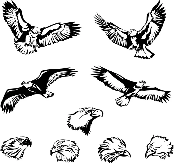 Adler, fliegender Adler, der Kopf eines Adlers, fliegender Adler, — Stockvektor