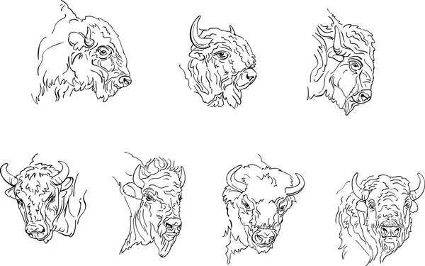 Buffalo, diverses postures de l'animal — Image vectorielle