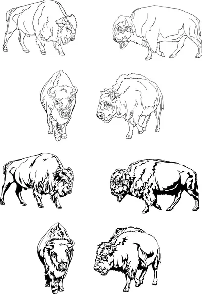 Büffel, verschiedene Körperhaltungen des Tieres — Stockvektor