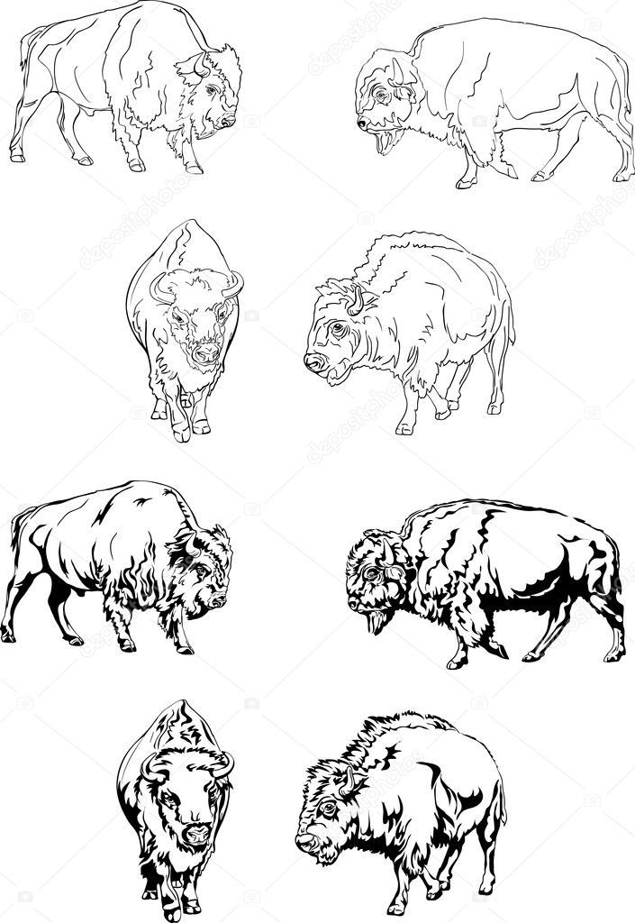 buffalo, various postures of the animal