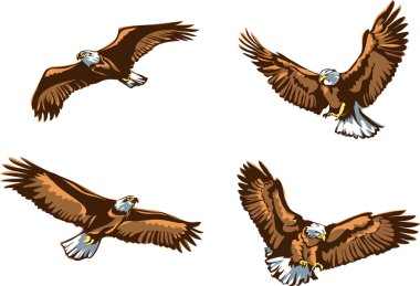 The eagle, soaring eagle, flying, illustration, color, vector clipart