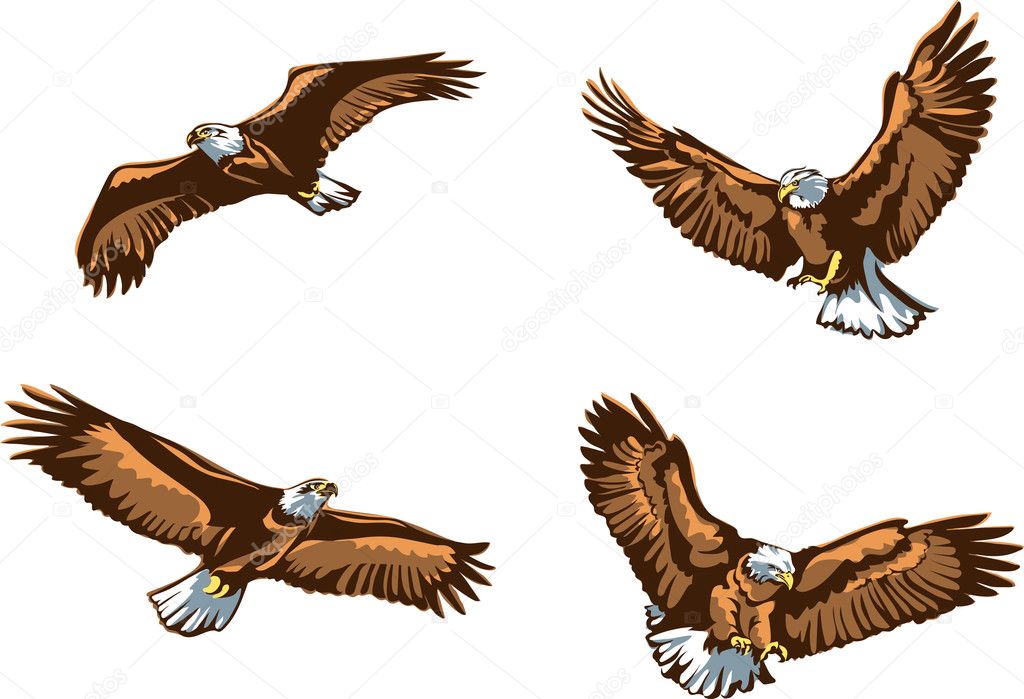 The eagle, soaring eagle, flying, illustration, color, vector