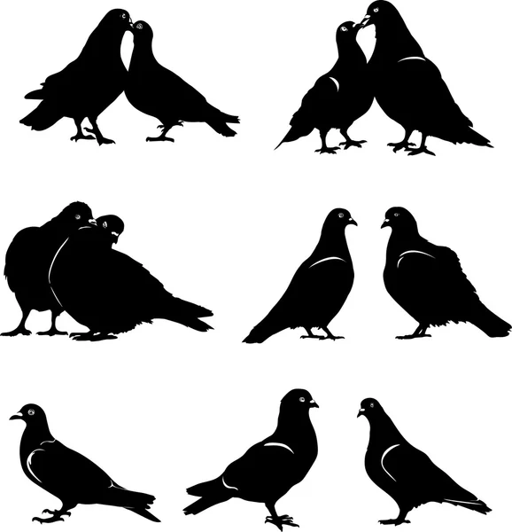 Pombo, pomba, par, pássaro, vetor, silhueta, preto — Vetor de Stock