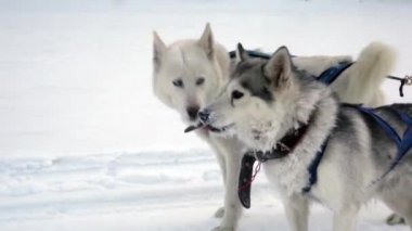 Husky takım Ready to Go